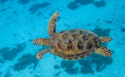 Они пьют морскую воду, но не умирают: почему соленая вода не убивает обитателей морей и океанов