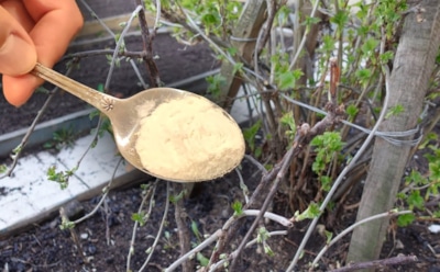 Если смородина стала мелкой и капризной: что добавить в подкормку, чтобы куст начал плодоносить как раньше