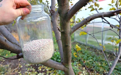 Если яблоки опадают до зрелости: как помочь почве, чтобы дерево не «отреклось» от урожая