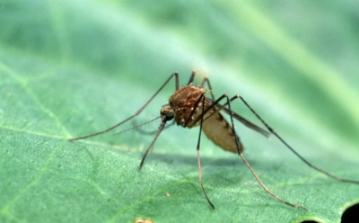 Инфекции, которые переносят комары: какие болезни можно подхватить и как не пропустить симптомы
