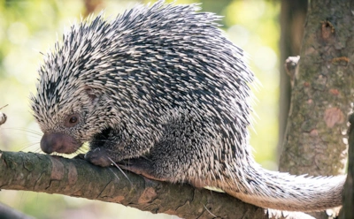 Ожидали мамонта — получили дикобраза: анализ ДНК находки в Канаде удивил ученых