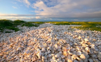 Этот остров создал человек: как древние отходы превратились в сушу и удивили ученых спустя века
