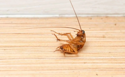 Эти ошибки кормят тараканов: почему они возвращаются снова и какие привычки сводят обработку на нет