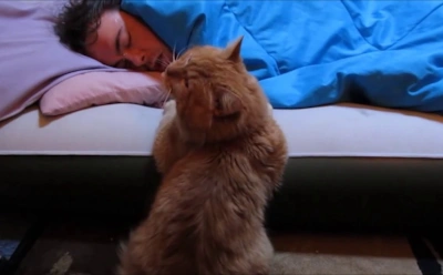 Почему кошка не дает спать ночью: скрытые причины ночных атак и как отучить без криков и наказаний