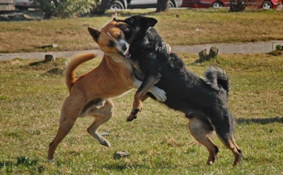 Если драка собак выходит из-под контроля: метод «тачки», который поможет не попасть под удар зубов