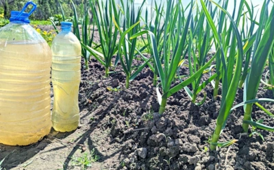 Перья выросли — пора действовать: эта апрельская подкормка определяет размер головок чеснока