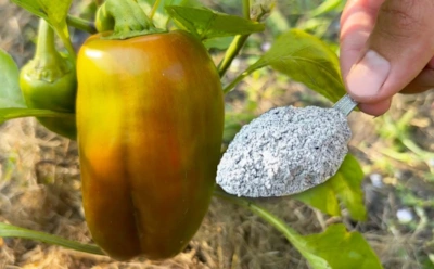 Перцы после этой подкормки растут гроздями: смесь специй из кухни, которую вносят каждые 2 недели