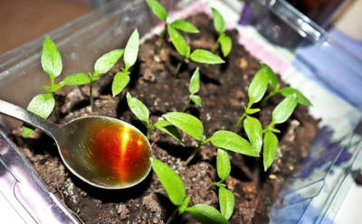 Перец требует больше обычного полива: эти доступные аптечные средства помогают их росту и питанию