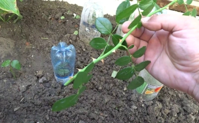 Розы пускают корни сами: как один правильный срез запускает укоренение без стимуляторов