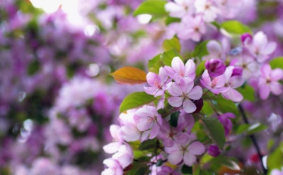 Эти майские приметы определяют характер лета: птицы, даты и дожди — что обещают народные наблюдения