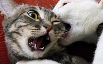 Так кошки выясняют отношения: что значит укус за шею и когда пора вмешаться в конфликт