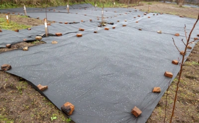 Холодная земля погубит рассаду: как прогреть почву изнутри и обеспечить растениям быстрый старт