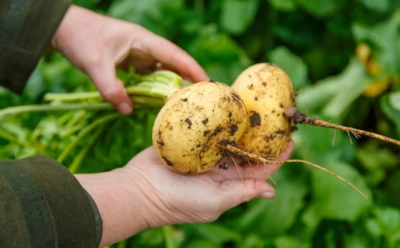 Забытый овощ возвращается с триумфом: как вырастить крупную и сладкую репу и сохранить вкус до зимы