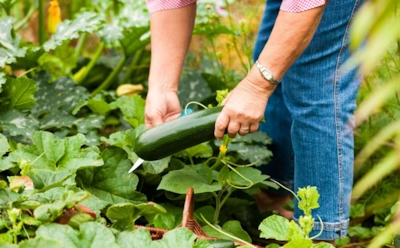 Вы сойдете с ума от обилия урожая: как вырастить кабачки с множеством завязей — ни капли химии
