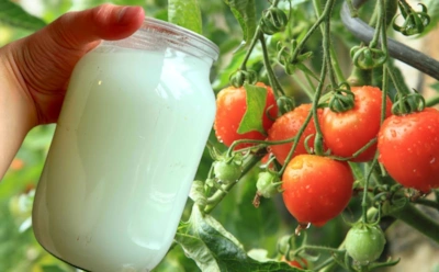 Томаты ответят щедрым урожаем: как молочная подкормка влияет на рост плодов и состояние листьев