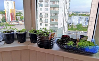 Погубите рассаду за ночь: какие культуры не переживут даже –1 °C и почему балкон — это не теплица