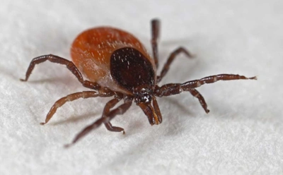 Клещ опасен не только энцефалитом: как он может спровоцировать аллергию на мясо и чем это чревато