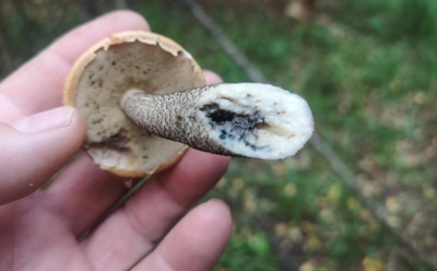 Червивый гриб — не повод выбрасывать: как понять, безопасна ли добыча и когда варка — не помощник