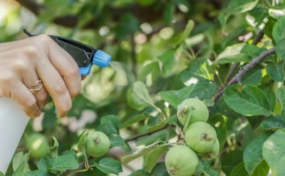 Цветение есть, а плодов нет: чем опрыскать грушу в бутонизации, чтобы завязи не осыпались