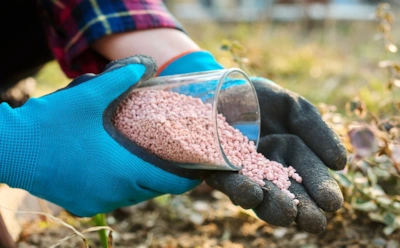 Эти удобрения губят смородину: как хлор в подкормках медленно отравляет куст и чем его заменить