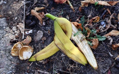 Тлю и мошек вмиг сдует с огорода: как банановая кожура отпугивает вредителей и питает растения