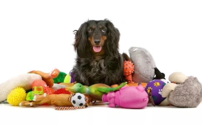 За это точно не стоит переплачивать: какие вещи для питомца легко заменить бюджетными аналогами