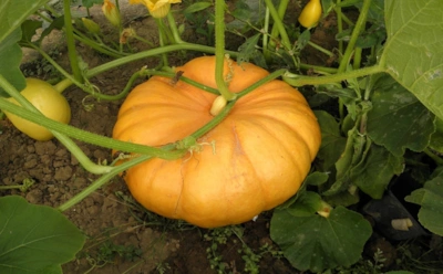 Сорняк, который не сдается: как одолеть пырей при помощи тыквы и уксуса — он исчезнет без перекопки