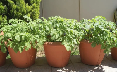 Посадить картошку в квартире — это не шутка: как вырастить клубни на балконе и не повторить ошибки огорода