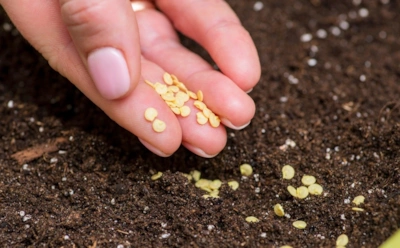 Семена взойдут быстрее обычного: этот старый метод с молоком запускает рост за считанные дни