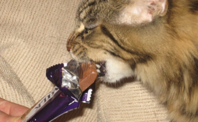 Почему любимые конфеты из детства стали другими: как экономия меняет текстуру и ощущение вкуса