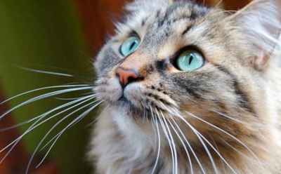 Поэтому нельзя трогать усы: как они влияют на поведение и аппетит животного