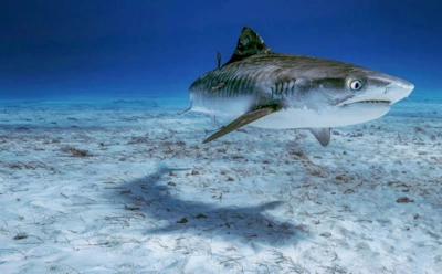 Когда море становится смертельно опасным: это время славится максимальным числом атак акул