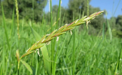 Если пырей захватывает участок: почему перекопка —  худшая идея и как снизить его количество до нуля