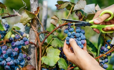 Чем хуже условия, тем лучше урожай: как жесткая обрезка и голодные корни влияют на ягоды винограда