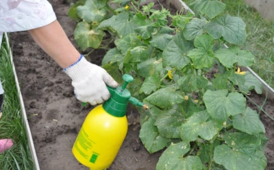 Английская соль вместо навоза: как аптечное средство за 3 дня запускает рост растений