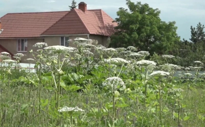 Касание, которое стоит красоты: чем оборачивается контакт с борщевиком и как защитить кожу