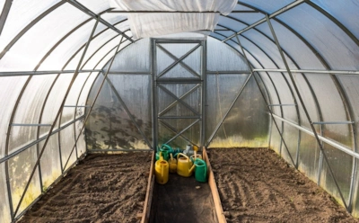 Ошибка перед сезоном губит урожай: как неправильная подготовка теплицы сводит на нет все усилия