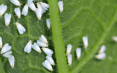 Желтый щит против белокрылки: эта простая ловушка спасает теплицу от заклятого врага огородников