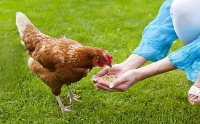 Как вода и корм влияют на яйценоскость кур: без этих продуктов птица теряет продуктивность