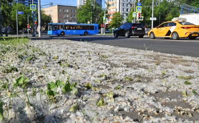 Тополя ругают за пух, но спиливать их опасно для города: какую пользу дают эти деревья летом