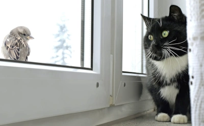 Кошка замерла у окна и «стрекочет»: что происходит с питомцем в этот момент и при чем тут Бразилия