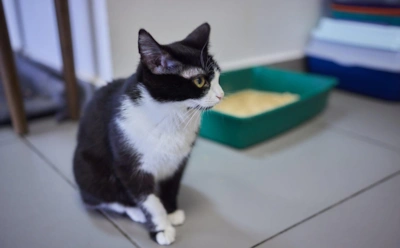 Кот начал ходить мимо лотка: 5 причин, которые хозяева чаще принимают за вредность и месть