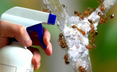 Муравьи облюбовали кусты с тлей: эту самодельную приманку они несут с собой в гнездо