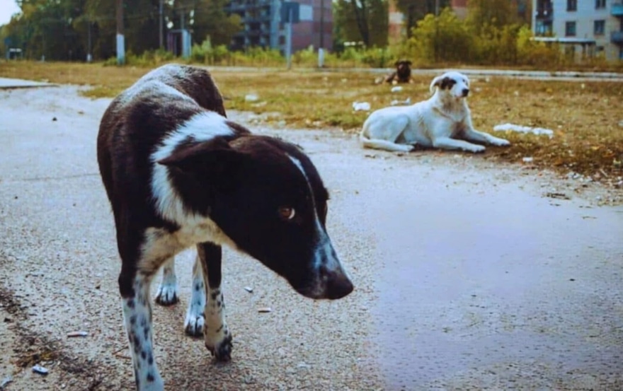 Собаки цвета радиации: ученые пытаются разгадать тайну ярко-синих псов из Чернобыля