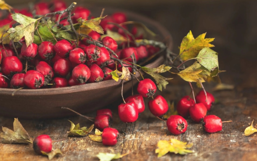 Вкус здоровья с ветки: какие осенние ягоды укрепляют иммунитет и защищают сердце