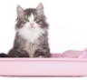 Как приучить котенка к лотку?