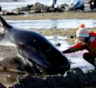 На берег Новой Зеландии выбросились еще 200 черных дельфинов-гринд