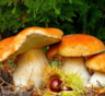 Грибы являются мощным средством от рака - ученые