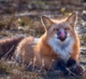 Интересные факты о лисах