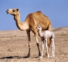 Факты о верблюдах